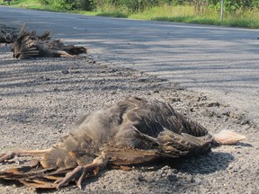 Four wild turkeys were struck dead on Jackson Mills Road north of Highway 401 on Wednesday. (Ashley Rhamey/For the Whig Standard)