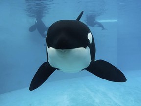 This undated photo provided by SeaWorld shows Kasatka, one of the entertainment company's last killer whales to come from the wild, in its compound at the marine park in San Diego. Kasatka was euthanized Aug. 15, 2017, "surrounded by members of her pod, as well as the veterinarians and caretakers who loved her," after battling lung disease for years, the company said in a statement. (SeaWorld via AP)