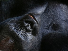 A lowland gorilla at a Kansas zoo is recovering after surgery to deal with constipation. (Wilfredo Lee/AP Photo/Files)