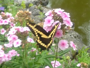 What appears to be a Giant Swallowtail butterfly feeds on the Summer Phlox found on gardening expert John DeGroot’s property. (John DeGroot photo)