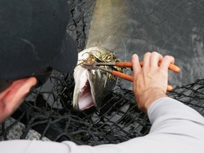 Angler Eric Riley unhooks a muskie before releasing it into the French River. (Submitted photo)