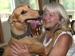 Brandi, 3, likes her hugs from Debbie Ward who with her husband John have invested their lives in rescuing racing greyhounds, August 16, 2017. Ed Kaiser/Postmedia