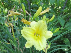 "Happy Returns" a daylily that is so vigorous and long lived that it might outlast us. It blooms its head off most of the summer too. Right now, you might find one at a garden retailer that has some colour on it. Winter hardy to zone 2, it loves the sun and is almost completely insect and disease free, in my experience. Each year the clump of roots gets a bit bigger and more colourful. This is the perfect gift for the gardener and non-gardener alike.