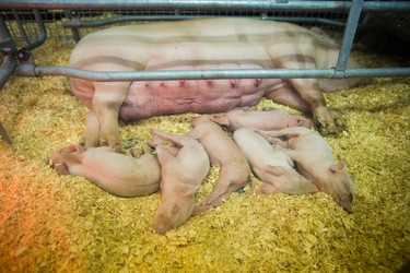 In the Swine section of the Farm Building, a 450lb York-Landrace sow with her 10 piglets - born August 12, 2017 - at the annual CNE in Toronto, Ont. on Sunday August 20, 2017. Ernest Doroszuk/Toronto Sun/Postmedia Network