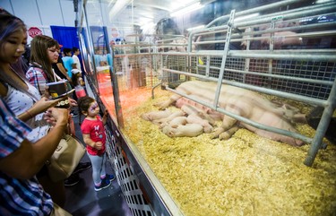 People in the Swine section of the Farm Building check out a 450lb York-Landrace sow with her 10 piglets - born August 12, 2017 - at the annual CNE in Toronto, Ont. on Sunday August 20, 2017. Ernest Doroszuk/Toronto Sun/Postmedia Network