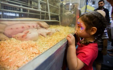 Kalla Kwan, 4, checks out a 450lb York-Landrace sow with her 10 piglets - born August 12, 2017 - in the Swine section of the Farm Building at the annual CNE in Toronto, Ont. on Sunday August 20, 2017. Ernest Doroszuk/Toronto Sun/Postmedia Network