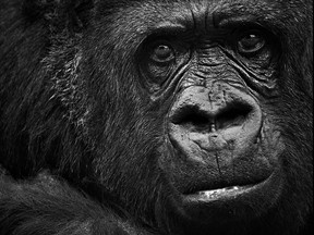 Tiffany, a female lowland gorilla, is pictured at the Topeka Zoo in Topeka, Kan. , in this 2011 file photo. (Emily DeShazer/The Topeka Capital-Journal via AP)
