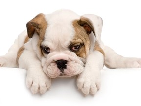 File photo an English bulldog puppy. (GlobalP/Getty Images)