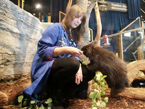 Science North staff scientist Meghan Mitchell with Maple, a young female porcupine that was announced as the newest animal ambassador at the science centre in Sudbury, Ont. on Monday August 21, 2017. Gino Donato/Sudbury Star/Postmedia Network