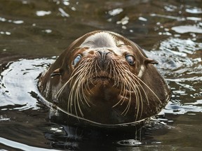 In this Aug. 3, 2017, photo released by the Los Angeles Zoo, shows a nearly 700-pound blind California sea lion named Buddy, who has taken up residence at the Los Angeles Zoo. The zoo said Monday, April 21, that the approximately 10-year-old male sea lion is adapting well to his habitat at the Sea Life Cliffs exhibit since arriving in late May. (Jamie Pham/Los Angeles Zoo via AP)
