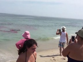 In this screenshot, beachgoers look at a pool of blood in the waters off Nauset Beach near Cape Cod after a shark attacks a seal just metres away from swimmers. (YouTube/Thayer Wade)