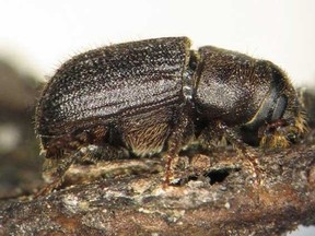 The mountain pine beetles feed on trees, making them more susceptible to wildfires (File photo | Postmedia Network).
