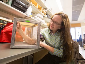 Brock University scientist Dr. Fiona Hunter, one of Canada’s key researchers on the Zika virus, feeds some mosquitos with her own arm to show the media. (Julie Jocsak/Postmedia Network)