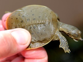 Kaela Orton, UTRCA Species at Risk Field Assistant holds a hatchling spiny softshelled turtle prior to its release into the Thames River on Wednesday August 23, 2017. This has been the most successful year ever for a team of people who, led by UTRCA biologist Scott Gillingwater collect eggs laid by mature females and incubate them in their labs, before releasing them back to the wild. This year they hope to release 6,000 hatchlings back to the river. Since adult females need to be 12-years-old to lay eggs, many of these youngsters are offspring of hatchlings released in the past by the group.  (MIKE HENSEN, The London Free Press)