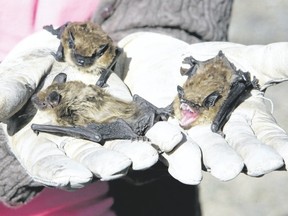 After being warmed from hibernation, bats are released into the wild. Bat-exclusion projects include installing a bat house outside as protection for the bats.