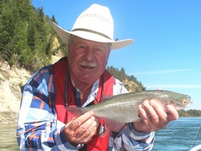 Neil’s North Saskatchewan River goldeye fell for a Size 20 Spent Trico fly