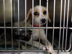 In this Aug. 22, 2017 photo, a dog sits inside his kennel at the Villa Michelle Animal Shelter in Mayaguez, Puerto Rico. (AP Photo/Ricardo Arduengo)
