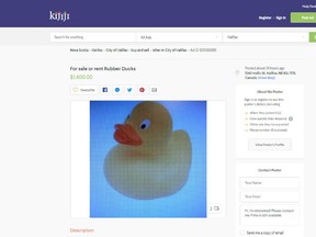 This screenshot shows a listing posted by Halifax man David Hayes to sell or rent 3,000 "small yellow floating rubber ducks" for $1,400. (Screenshot/Kijiji)
