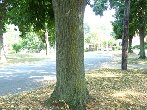 A mature Linden tree on a boulevard on Coral Way in Sarnia. They bloom in spring, then their flowers or bracts fall in mid-summer. As with most shade trees, the Linden has attributes, but also some negative features. (John DeGroot photo)