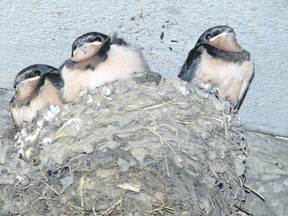 These barn swallow chicks are outgrowing their nest on the main campus at Western University. They must fledge soon because in a month they will be migrating for the winter to either Central or South America. (PAUL NICHOLSON, Special to Postmedia News)