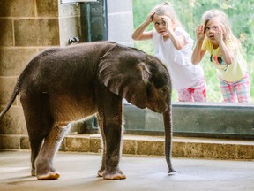 In this Friday, July 7, 2017 file photo, young visitors view the Pittsburgh Zoo & PPG Aquarium’s 4-week-old baby elephant as it meets the public for the first time. (Andrew Rush/Pittsburgh Post-Gazette via AP, File)