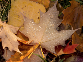 Beads of water on a maple tree leaf (Errol McGihon, Postmedia)
