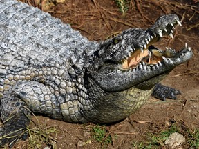 A picture taken on March 2, 2017 shows a crocodile taking a sun bath. (Getty Images)