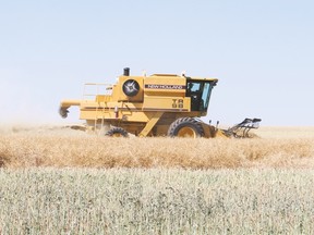 A farmer combines canola on land located 7.5 kilometres north of Vulcan Saturday, Aug. 26.