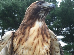 A young red-tailed hawk recently rehabilitated by Salthaven Wildlife Rehabilitation and Education Centre. (Photo submitted)