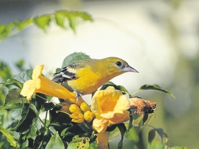 This London Baltimore oriole will be flying south to Florida, the Caribbean, Central America, Colombia, or Venezuela within the next two weeks. Orchard orioles are already gone. (MICH MacDOUGALL, Special to Postmedia News)