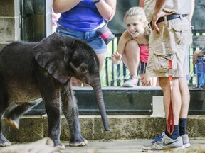 In this July 7, 2017 photo, the Pittsburgh Zoo & PPG Aquarium's 4-week-old baby elephant meets the public for the first time at the elephant family room windows in Pittsburgh. The zoo said the baby elephant that had a feeding tube inserted to help it gain weight has been euthanized. (Andrew Rush/Pittsburgh Post-Gazette via AP)