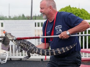 In this Aug. 15, 2017 file photo, Sam Holland, of Animal Control of South Jersey, captures a 4-foot alligator that was in the outdoor pool of Bayview Inn & Suites, in Atlantic City, NJ. Authorities say the 3-foot-long (0.91-meter-long) alligator found at the Bayview Inn & Suites in Atlantic City was part of a rap video filmed there by two men. The alligator was found when police conducted a raid at the site. Items found during the raid led to the arrest Tuesday, Aug. 29, of the two men on armed robbery charges. (Craig Matthews/The Press of Atlantic City via AP)