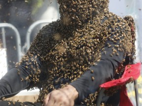 Some of the thousand of honey bees on Juan Carlos Noguez Ortiz in Yonge-Dundas Square to break a world record of being covered in bees to promote a new Canadian movie, Blood Honey. He made it 60 minutes to set the record on Wednesday, Aug. 30, 2017. (MICHAEL PEAKE/TORONTO SUN)