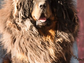 File photo of a Tibetan Mastiff. (guojieyi/Getty Images)