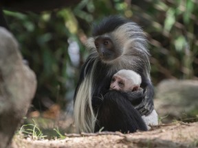 In this Aug. 21, 2017 photo provided by the Wildlife Conservation Society, a female Angolan colobus monkey holds her offspring at the Bronx Zoo in New York. (Julie Larsen-Maher/Wildlife Conservation Society via AP)