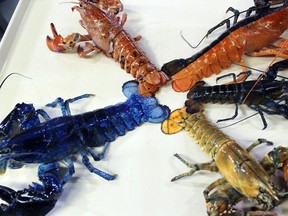 In this Thursday, Aug. 31, 2017 photo provided by the New England Aquarium, a rare yellow lobster, lower right, is displayed for photos at the aquarium in Boston with their collection of other oddly colored crustaceans. The lobster, donated by a Salem seafood company, will be put on exhibit for about a month after it undergoes quarantine. (Emily Bauernfeind/New England Aquarium via AP)