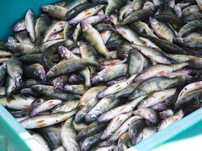 The brains of fish found in the Niagara River, such as yellow perch, have been found to have ingredients from antidepressants. (Derek Ruttan/Postmedia Network/Files)