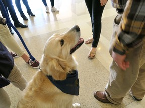 A golden retriever therapy dog is pictured in this file photo illustration. (Laura Fay/Getty Images)
