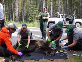 Alberta Environment and Parks staff examine a grizzly bear on Aug. 16, 2017 after it was hit by a car on the Trans-Canada Highway, East of Lac Des Arcs, Alta. on July 28, 2017 in this handout photo. Traffic was whizzing along the Trans-Canada Highway east of Banff National Park around suppertime on July 28 when a grizzly bear known as Bear 164 decided he needed to cross. A car believed to have been going 100 km/h slammed into the bear so hard it was no longer drivable. Then, as if some grizzly guardian angel was on duty, Bear 164 picked himself up and ran off into the trees. (THE CANADIAN PRESS/HO, Alberta Environment and Parks)