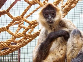 This undated photo provided by the Seneca Park Zoo Society on Friday, Sept. 1, 2017, shows a spider monkey named Spiderman who died of terminal cancer at the Seneca Park Zoo in Rochester, N.Y.  (Seneca Park Zoo Society via AP)