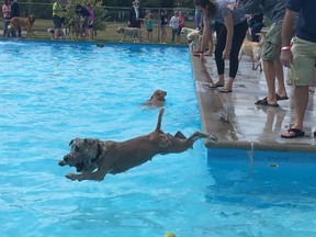 Kramer, a Wheaten Terrier from London, leaps into the Stronach Community Centre outdoor pool during the Pooch Plunge on Sunday, Sept. 3, 2017. (MEGAN STACEY/The London Free Press)