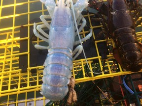 An Aug. 24, 2017 photo provided by Alex Todd shows lobster with a a translucent shell, caught by Maine lobsterman Todd off the coast of Maine, next to a regular lobster. (AP Photo/Alex Todd)
