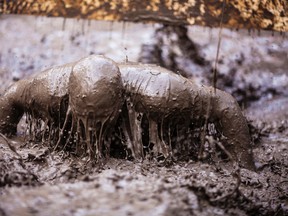 A participant gets muddy during the 2015 Big Bang Mud Run. The event is being run for the third straight year (File Photo).