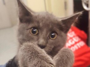 A kitten walking in a Massachusetts highway tunnel was rescued by state police troopers. (Massachusetts State Police/Facebook)