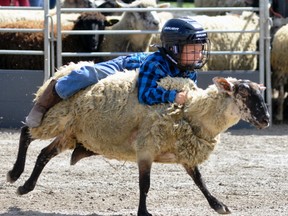 Reed Buchanan managed to hang on for some time during the Mutton Bustin' event Sunday, Sept. 3. ANDY BADER/MITCHELL ADVOCATE