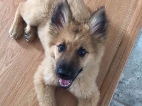 Kodak, a five-month-old shepherd-husky, has been missing in the Spanish River/Agnew Lake area since Saturday, when he bolted into the woods after an ATV accident on Sand Bay Road. Anyone who spies him or is able to rescue him is urged to call 705-618-0076. (Photo supplied)