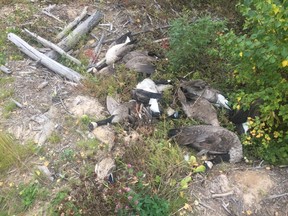 Some of the bodies of abandoned birds discovered south of Fort McMurray that were reported to Fish and Wildlife officers on Saturday, September 2, 2017. Supplied Image/Alberta Fish and Wildlife