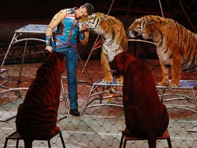 In this Sunday, May 21, 2017 file photo, big cat trainer Alexander Lacey hugs one of the tigers during the final show of the Ringling Bros. and Barnum & Bailey Circus in Uniondale, N.Y. (AP Photo/Julie Jacobson)