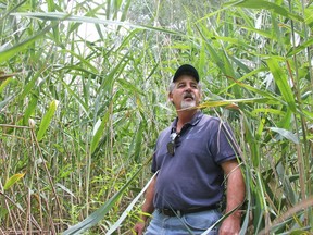 Steve Shaw, manager of conservation services with St. Clair Region Conservation Authority, is surrounded by phragmites at a conservation area in Strathroy. While not a huge problem now, he says the few patches of the invasive plant in town could become big issue in the next few years if they are not controlled. JONATHAN JUHA/STRATHROY AGE DISPATCH/POSTMEDIA NETWORK