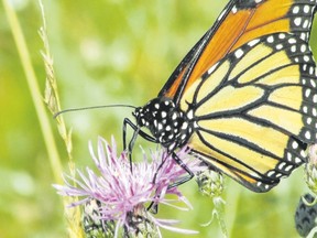 Monarch butterflies migrate south in September. They are heading to central Mexico where they spend the winter.  (PAUL NICHOLSON, Special to Postmedia News)